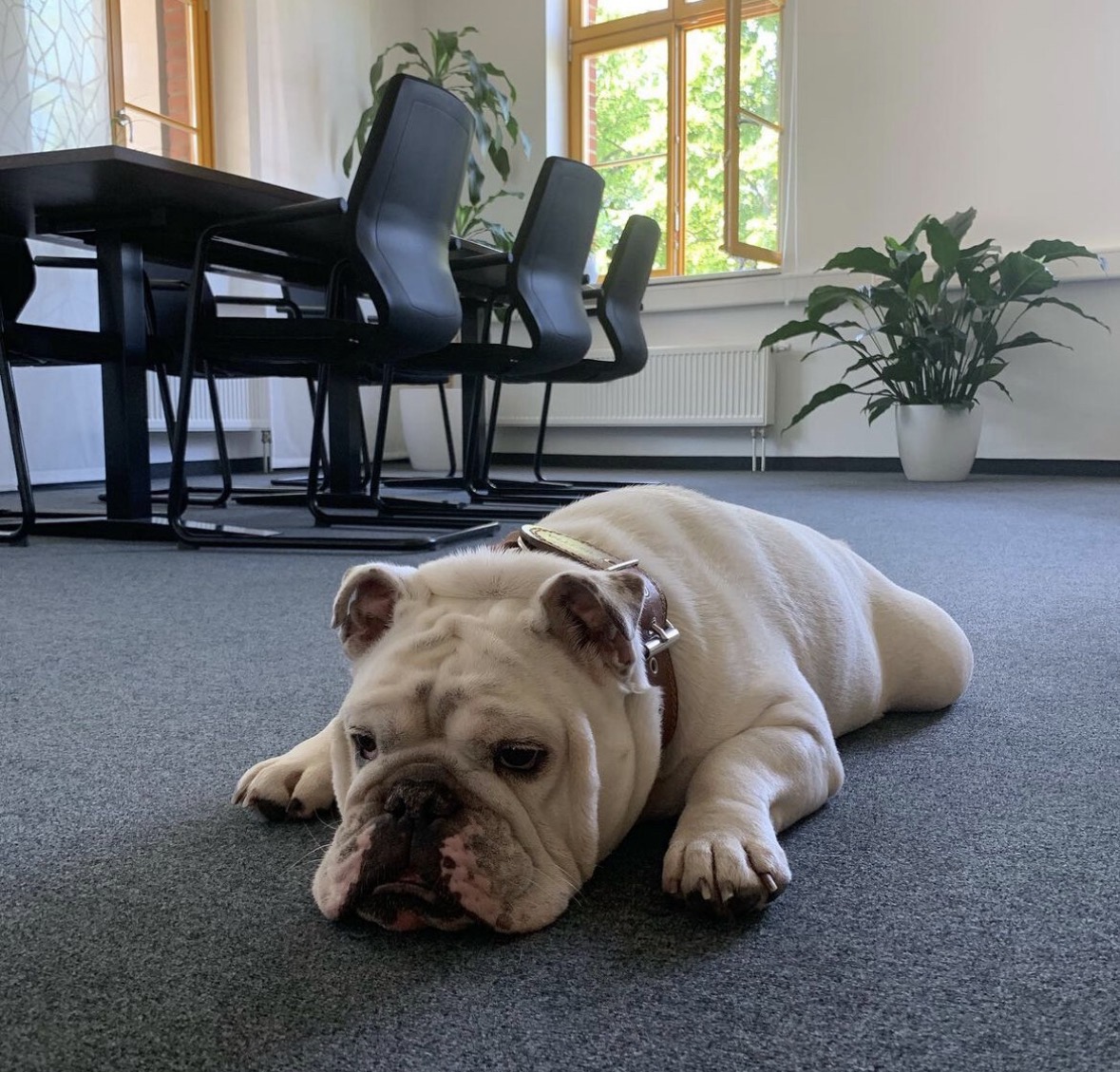 Elvis entspannt im Büro